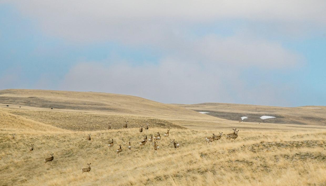 deer on rangeland